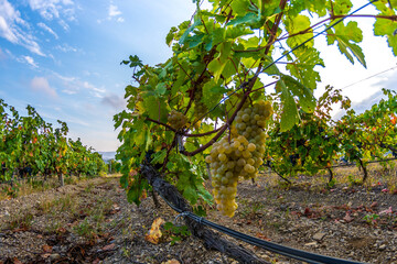 Canvas Print - Ripe grapes