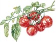 © Digital Artistry Den - Vibrant Watercolor Cherry Tomatoes on the Vine   Cheerful and Colorful Vegetable Clipart for Culinary Food and Kitchen Design