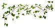 © Rawpixel.com - PNG Plant leaf freshness branch.