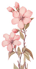 Sticker - Wallpaper pink wildflower blossom plant art.