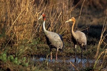 Wall Mural - Grue antigone,.Antigone antigone, Sarus Crane, Inde