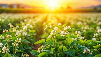 Canvas Print - Mung bean flowers blooming in a vibrant field of crops, Moong, cultivation, agriculture, farming, green, growth, plants