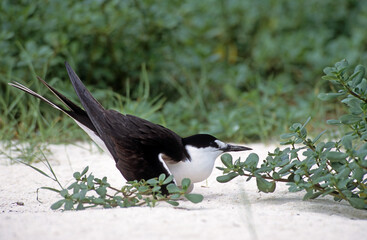 Wall Mural - Sterne fuligineuse, Sterna fuscata nubilosa, Onychoprion fuscatus , Sooty Tern, Ile Byrd, Seychelles