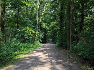 path in the forest