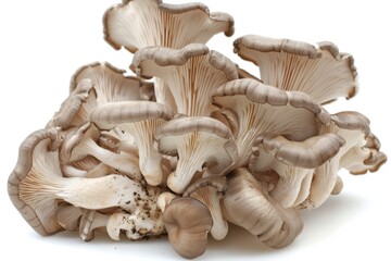 Canvas Print - Oyster mushrooms on white background 