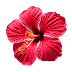 red hibiscus flower isolated on transparent background.