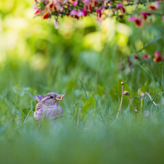 Wall Mural - House sparrow, Passer domesticus, with a worm in his beak