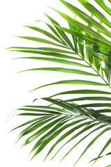 Wall Mural - Close-up of vibrant green palm leaves against