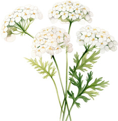 Wall Mural - Close-up of delicate white flowers with green leaves.