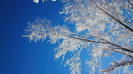 Frost-covered tree branches sparkling in the morning sunlight, with a deep blue sky overhead.