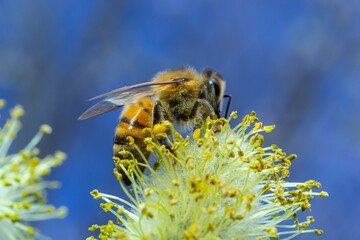 A bee on a branch of a blooming willow