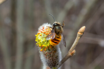 Wall Mural - A bee on a branch of a blooming willow