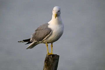 Canvas Print - Mittelmeermöwe // Yellow-legged gull (Larus michahellis)