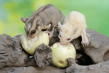 Wall Mural - A pair of adult sugar gliders are eating ripe guava fruit that fell on a rotten tree trunk. This mammal has the scientific name Petaurus breviceps.
