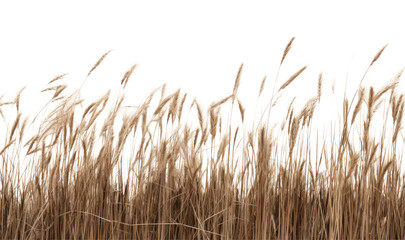 Naklejka na meble PNG  Golden wheat field landscape