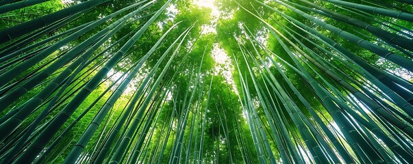 A beautiful image of a dense bamboo forest with tall green stalks reaching towards the sky captured in high detail and vibrant colors