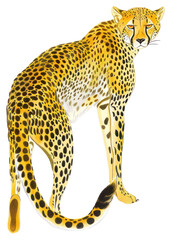 Poster - Elegant cheetah illustration on white