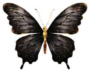 Poster - PNG Elegant black and gold butterfly