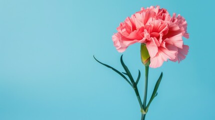 Wall Mural - Close up of pink carnation against blue backdrop