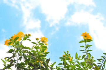 Wall Mural - Skyward Blooms: Lantana Camara Flowers Reaching Toward the Clouds