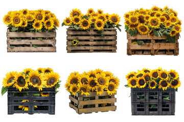 Sticker - Six Crates of Sunflowers, Displayed on White Background