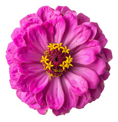 Wall Mural - zinnia flower on a white background