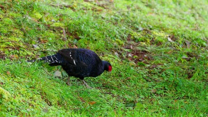 Sticker -  Mikado pheasant male in the forest with sound