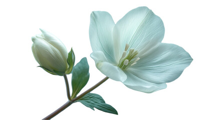 Wall Mural - Delicate White Flower with Bud - Perfect for Floral Designs