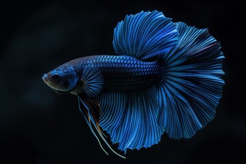 Wall Mural - A vibrant blue Siamese fighting fish with intricate fin details against a black background.