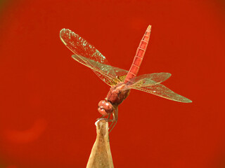 Poster - Libellula rossa