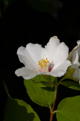 Wall Mural - Close up of jasmine flowers in a garden.