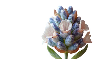 Sticker - Stunning Blue and Orange Succulent Flower for Your Designs