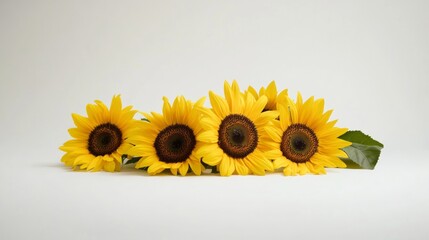 Yellow Sunflowers Still Life - Warm and Cheerful Photography