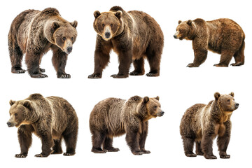 six grizzly bears standing against a white background