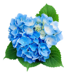 Wall Mural - hydrangea flower on a white background