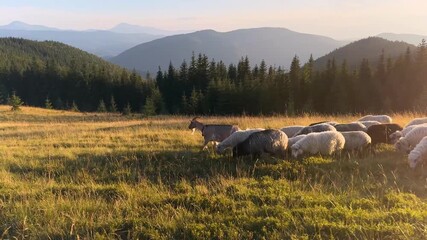 Wall Mural - cows in the mountains