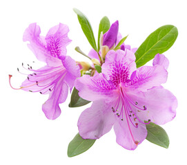 Wall Mural - Azalea flower on a white background