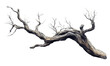 © jirayut - Old white dead tree branch isolated on transparent