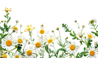 Sticker - PNG Fresh daisies on white background