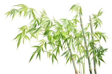 Poster - PNG Bamboo bamboo plant white background.