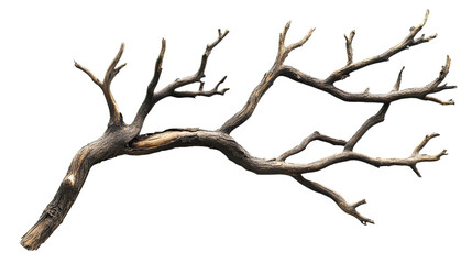 dry branch transparent background