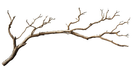 dry branch transparent background