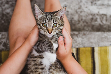 Wall Mural - Cute little gray-brown tabby kitten with white paws and chest in a person's arms close-up, top view, soft focus