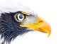 © Cdel - Eagle's Watchful Eye, close-up of an eagle's intense gaze, feathers ruffled by the wind, symbolizing vigilance and focus, set against a pristine white background