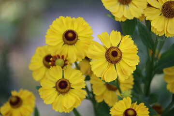 Wall Mural - Sweden. Helenium autumnale is a North American species of flowering plants in the family Asteraceae. Common names include common sneezeweed and large-flowered sneezeweed. 