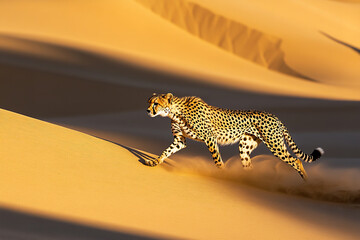 A cheetah gracefully prowls across the golden dunes, its sleek form and distinctive spots contrasting against the vast, sandy landscape