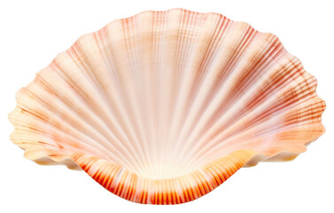 Sticker - PNG Ocean shell seashell seafood clam.