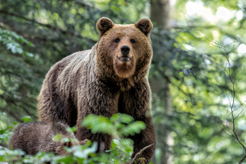 Wall Mural - brown bear - close encounter with a wild brown bear eating in the forest and mountains of the notran