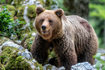 Wall Mural - brown bear - close encounter with a wild brown bear eating in the forest and mountains of the notran
