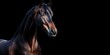 © Mark G - give me 45 key words for Photo of a horse isolated against a black background, emphasising the horse's majestic features. Wildlife and conservation concept, space for copy.
